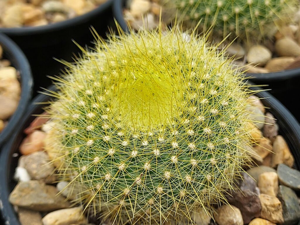 Notocactus Graessneri Cactus Healthy Plant