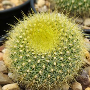 Notocactus Graessneri Cactus Healthy Plant