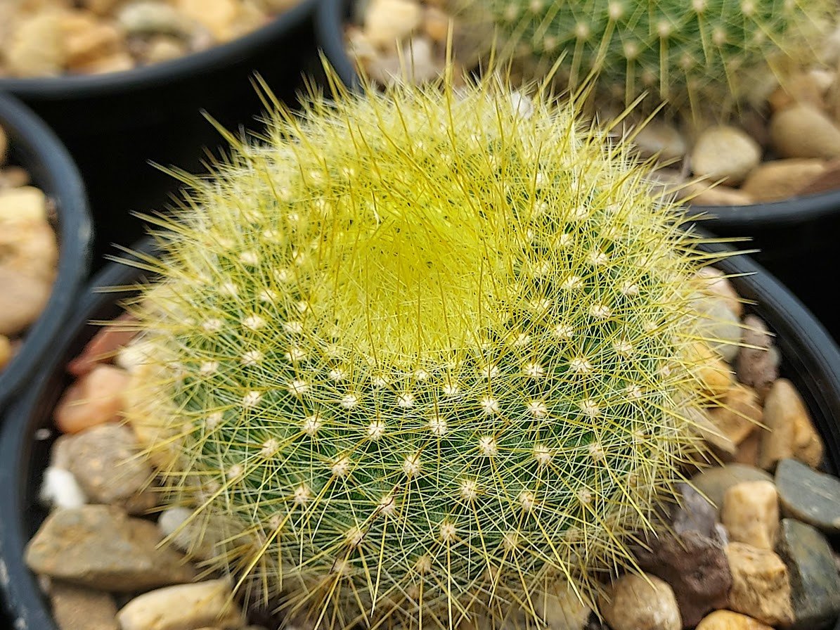 Notocactus Graessneri Cactus Healthy Plant - Image 1