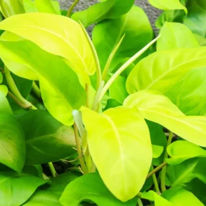 Philodendron Ceylon Golden Indoor Plant