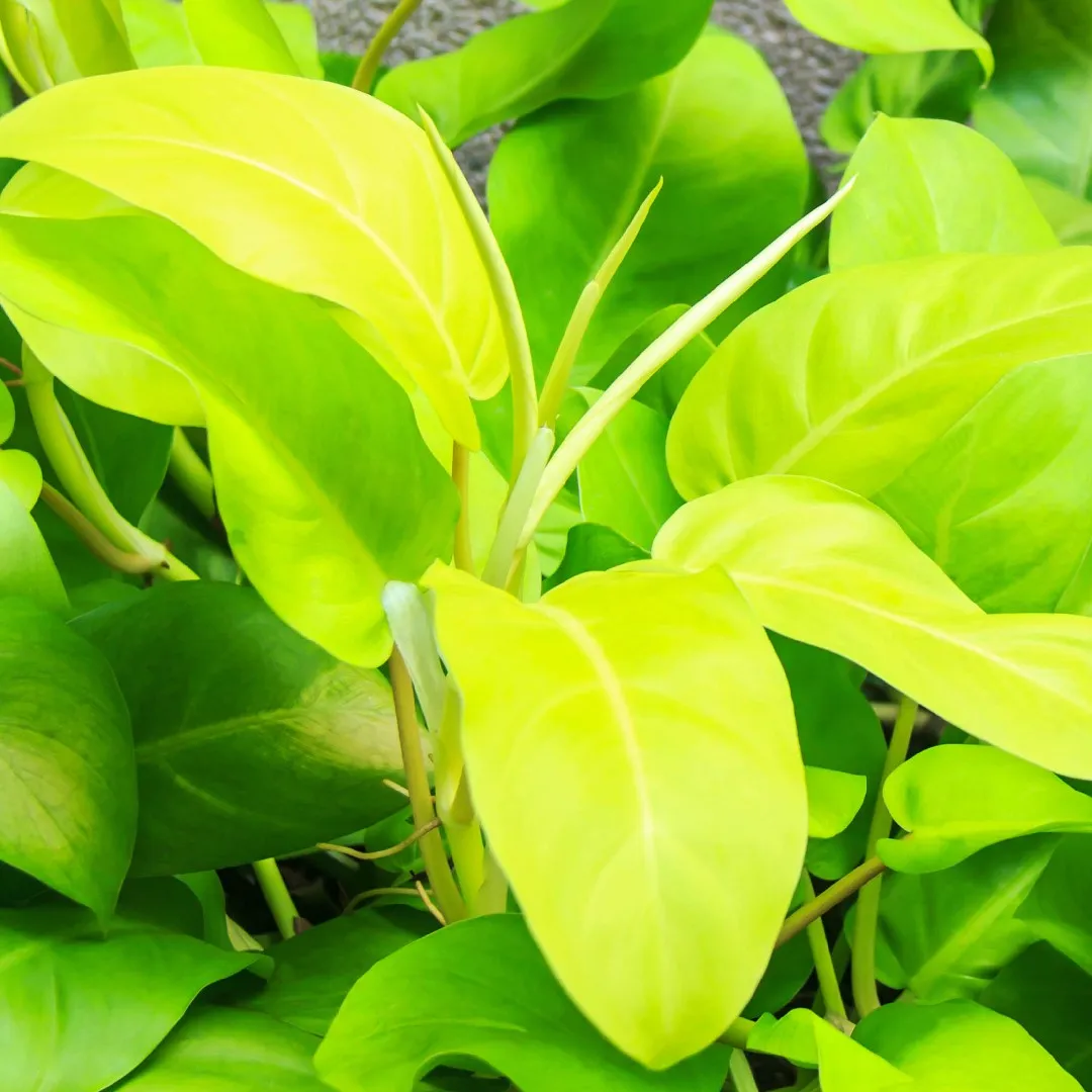 Philodendron Ceylon Golden Indoor Plant - Image 1