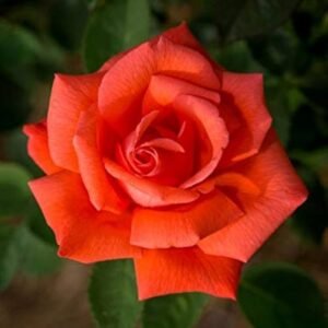 Grandiflora Id Orange Rose Healthy Grafted Live Plant - Image 2