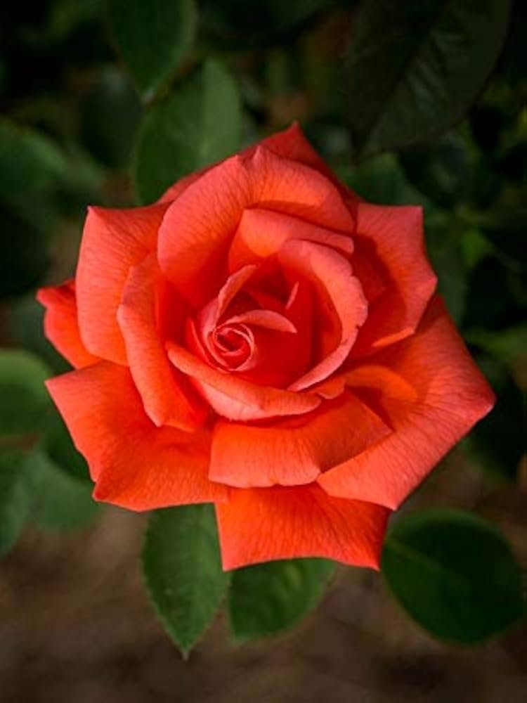 Grandiflora Id Orange Rose Healthy Grafted Live Plant - Image 2