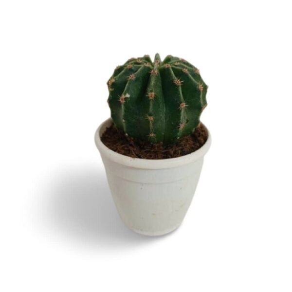 Easter Lily (Echinopsis Subdenudata) Cactus Plant