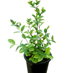 Henna/Mehendi/Maruthani Healthy Leaf Plant - Image 2