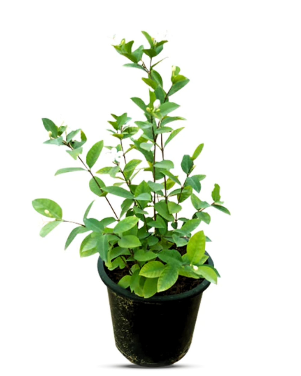 Henna/Mehendi/Maruthani Healthy Leaf Plant - Image 2