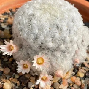 Mammillaria Plumosa Cactus Plant
