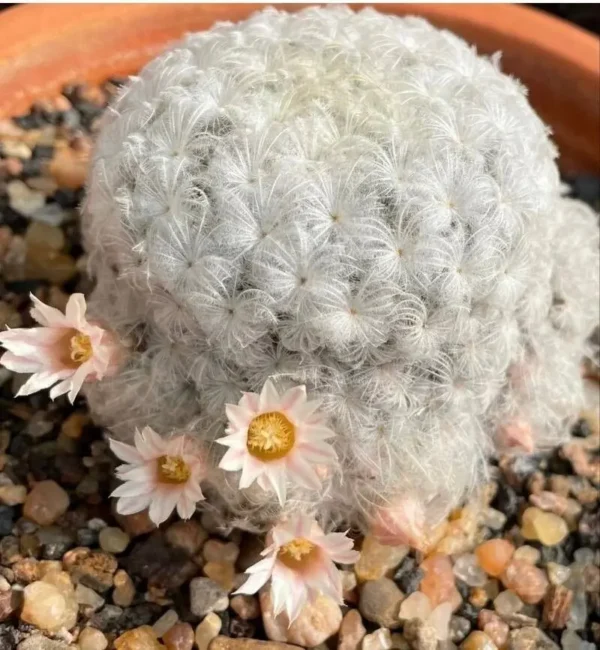 Mammillaria Plumosa Cactus Plant