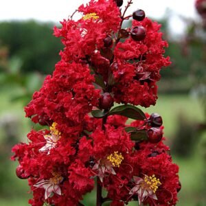 Furush Rare Variety Flower Healthy Plant - Image 3