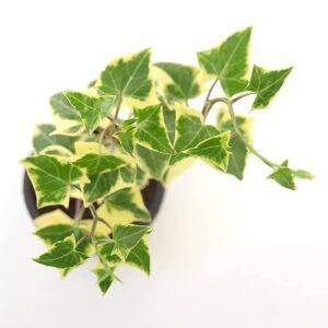 Variegated English Ivy (Hedera Helix) Plant - Image 3