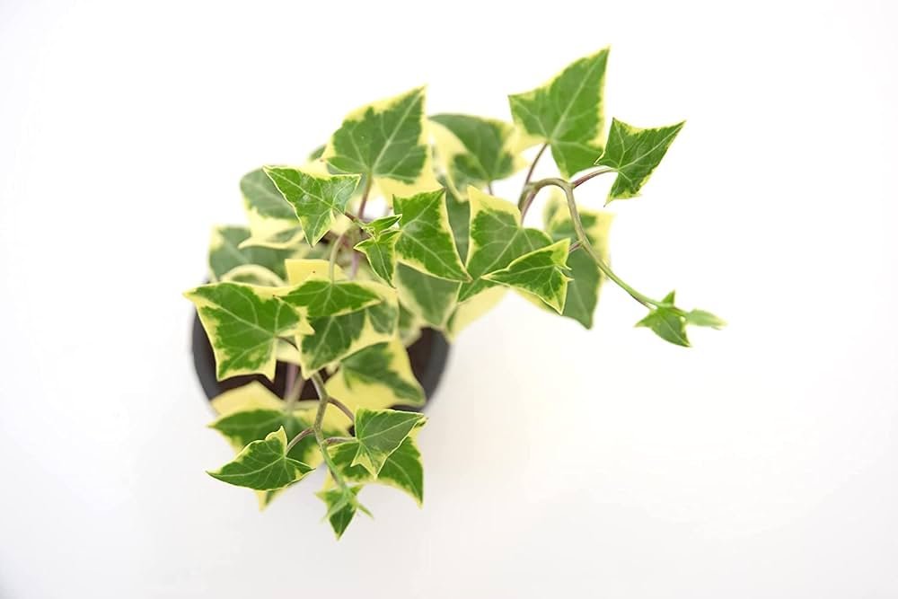 Variegated English Ivy (Hedera Helix) Plant - Image 3