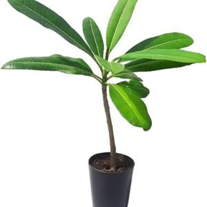 Sweet Fragnance Plumeria Id Intence Rainbow Healthy Plant - Image 3