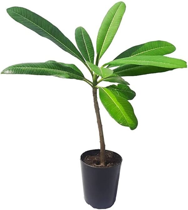 Sweet Fragnance Plumeria Id Intence Rainbow Healthy Plant