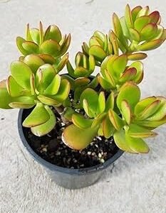 Green Golden Crassula Ovata Money Jade Plant