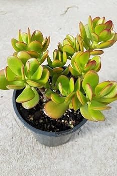 Green Golden Crassula Ovata Money Jade Plant