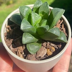 Haworthia Mutica (Window Haworthia) Plant - Image 2