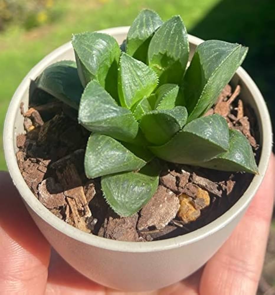 Haworthia Mutica (Window Haworthia) Plant - Image 2