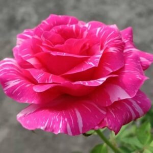 Calcutta 300 Id Rose Healthy Grafted Live Plant - Image 2