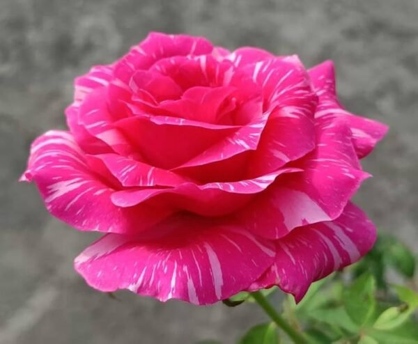 Calcutta 300 Id Rose Healthy Grafted Live Plant