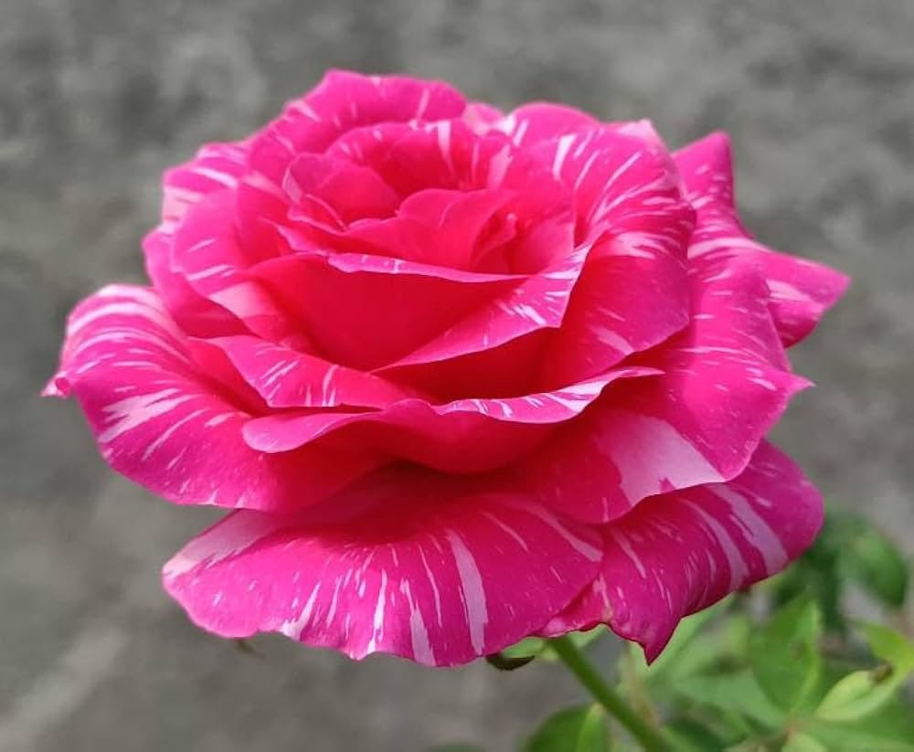 Calcutta 300 Id Rose Healthy Grafted Live Plant - Image 2