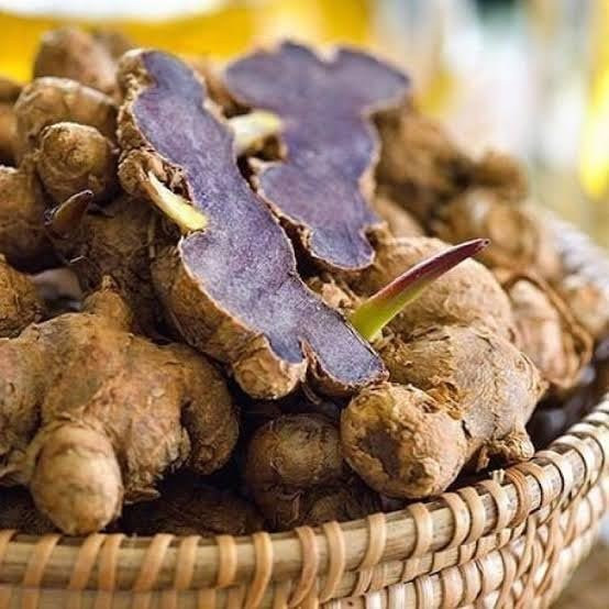 Rare Thai Black Ginger/Black Galangal Herbal Healthy Plant