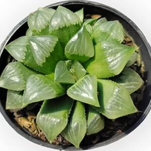 Haworthia Mutica (Window Haworthia) Plant