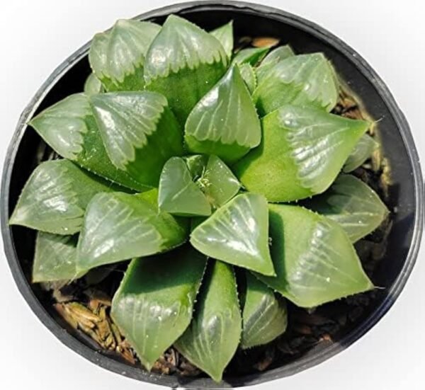 Haworthia Mutica (Window Haworthia) Plant