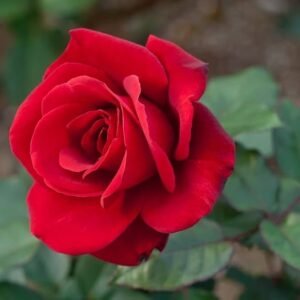 Mainuparle Id Rose Healthy Grafted Live Plant - Image 3