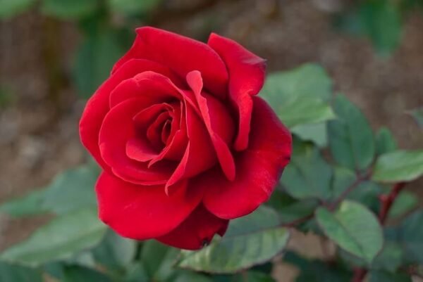 Mainuparle Id Rose Healthy Grafted Live Plant
