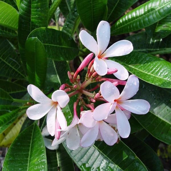 Sweet Fragnance Plumeria Id My White Valentine Healthy Plant