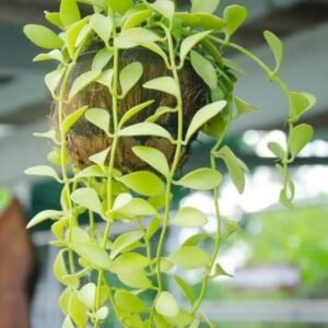 String of Nickels (Dischidia Nummularia)-Versatile Trailing Plant