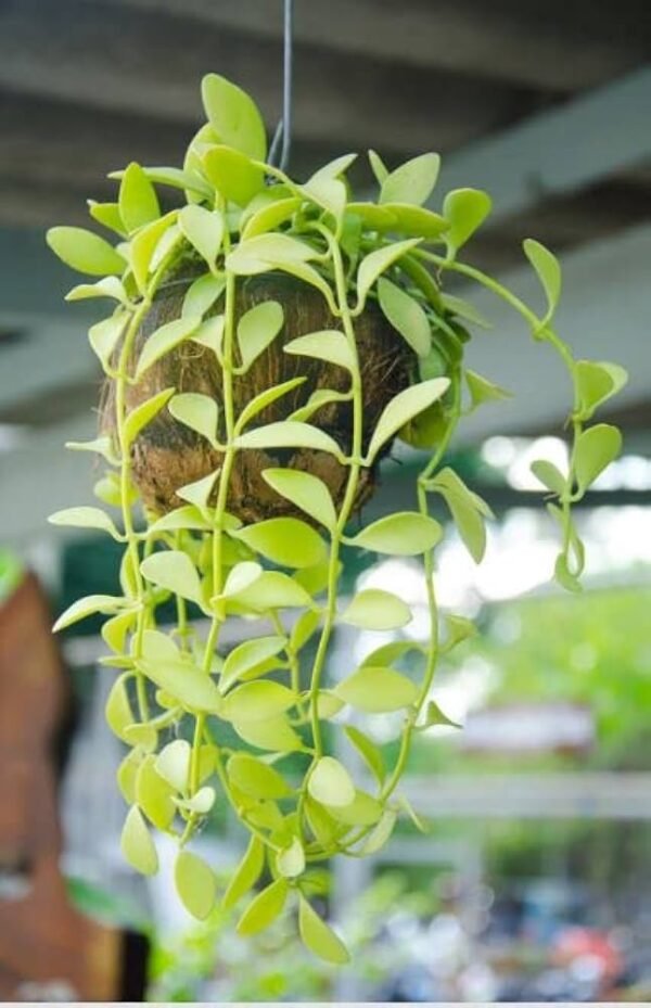 String of Nickels (Dischidia Nummularia)-Versatile Trailing Plant