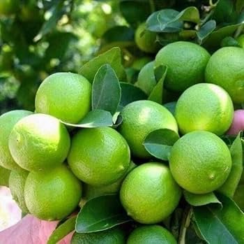 Hybrid Kolkata Pati Lemon Healthy Plant