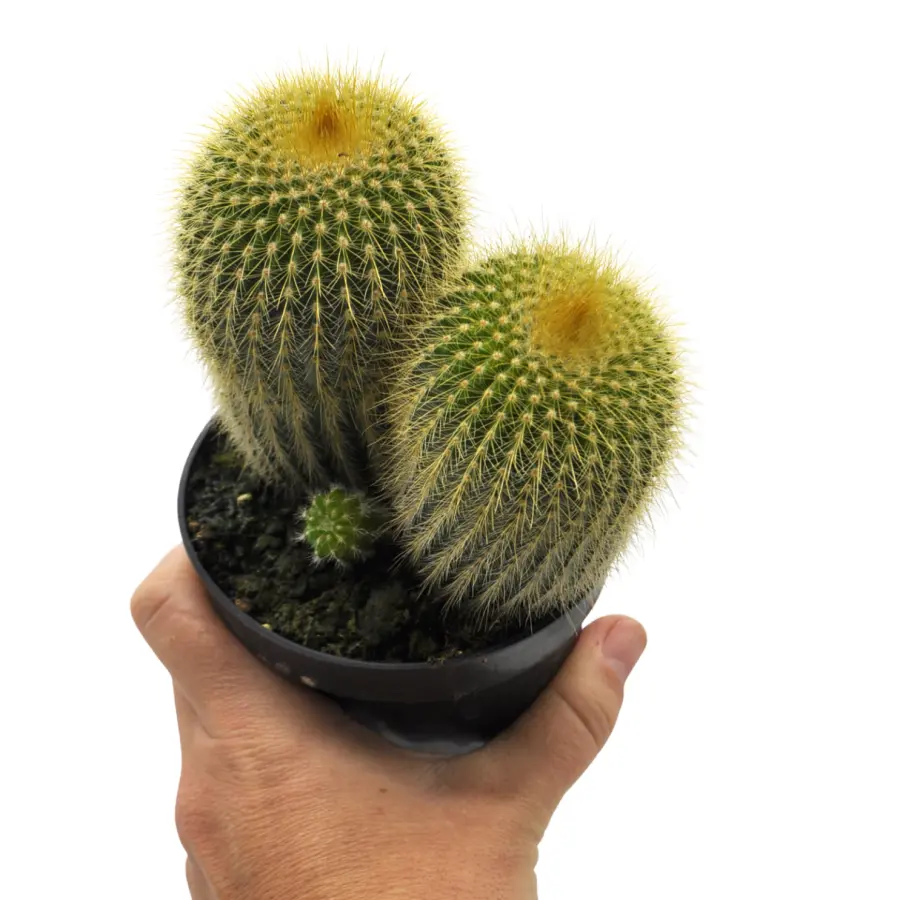 Parodia Leninghausii Splendid Cactus Plant - Image 3