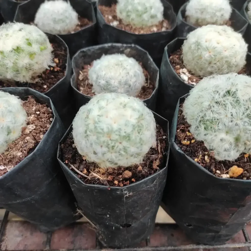 Mammillaria Plumosa Cactus Plant