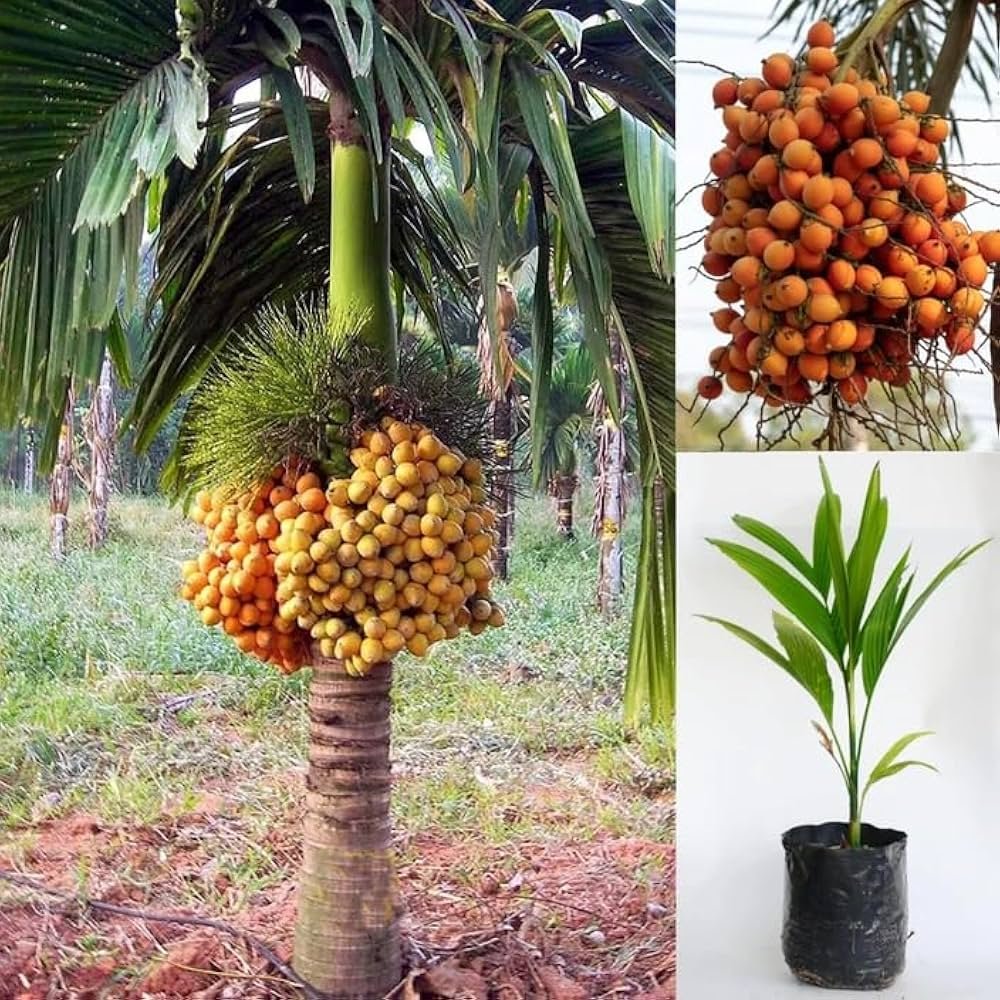 Hybrid Assam Arecanut Healthy Live Plant - Image 1