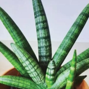 Sansevieria Boncel Starfish Snake Plant
