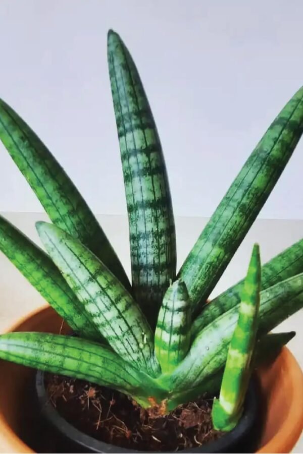 Sansevieria Boncel Starfish Snake Plant