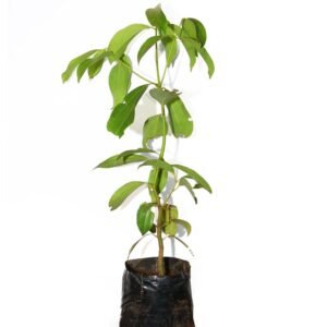 Hybrid Dalchini/Cinnamon Healthy Plant - Image 2