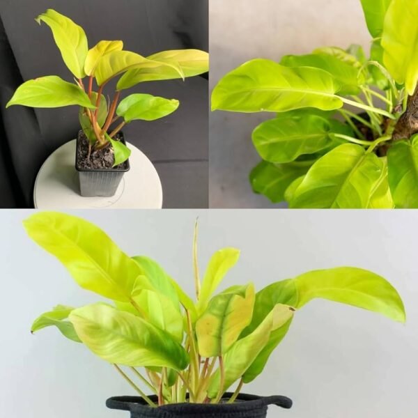 Philodendron Ceylon Golden Indoor Plant
