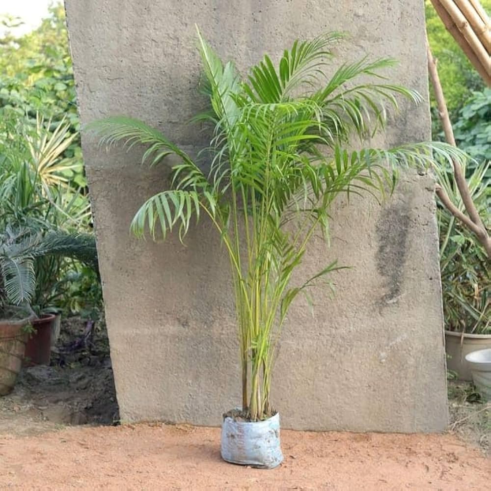 Areca Palm 2-3Foot Longer Healthy Live Plant - Image 2