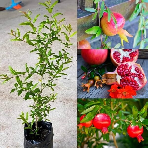 Super Bhagwa Pomegranate/Anar Hybrid Grafted Healthy Plant