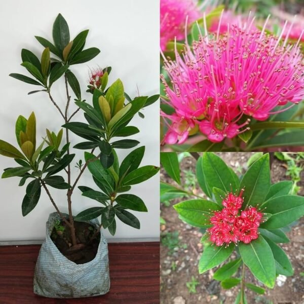 First Love(Xanthostemon Chrysanthus) Dwarf Flower Healthy Plant