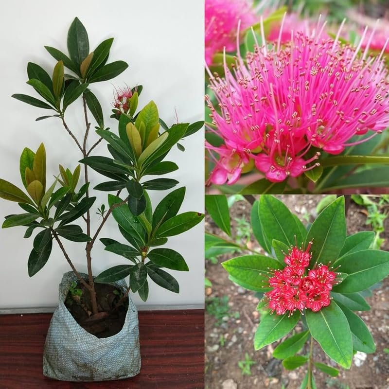 First Love(Xanthostemon Chrysanthus) Dwarf Flower Healthy Plant - Image 2