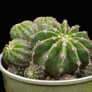 Easter Lily (Echinopsis Subdenudata) Cactus Plant