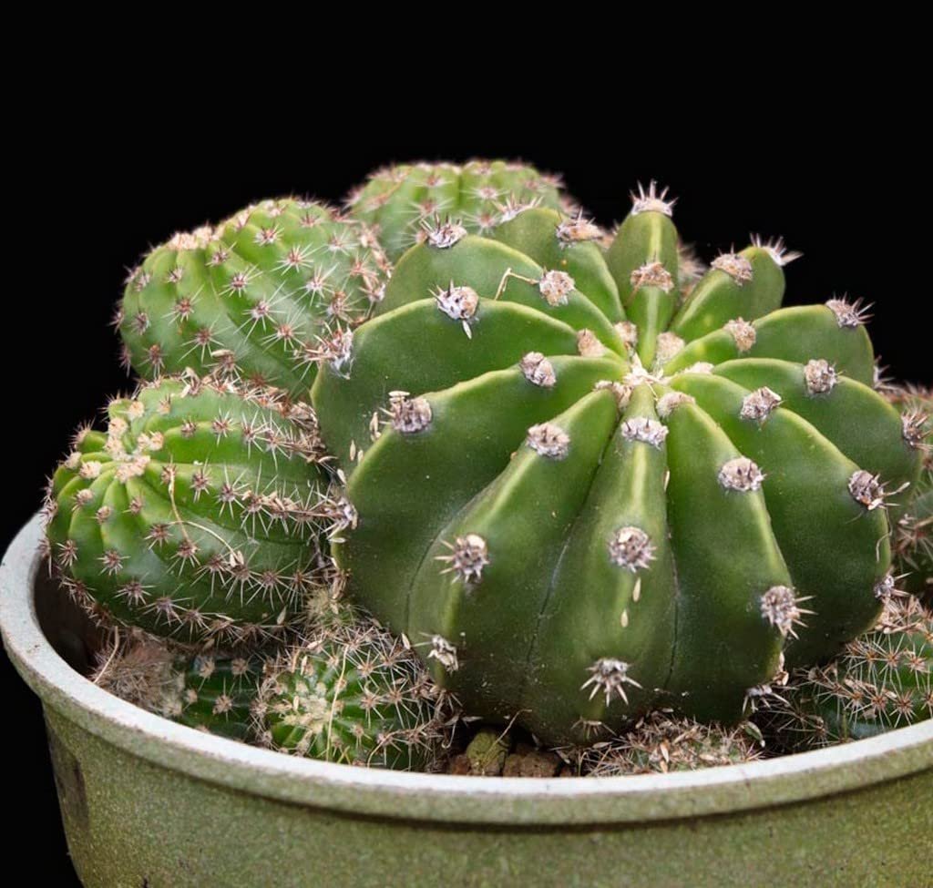 Easter Lily (Echinopsis Subdenudata) Cactus Plant - Image 1