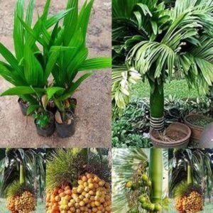 Hybrid Assam Arecanut Healthy Live Plant - Image 2