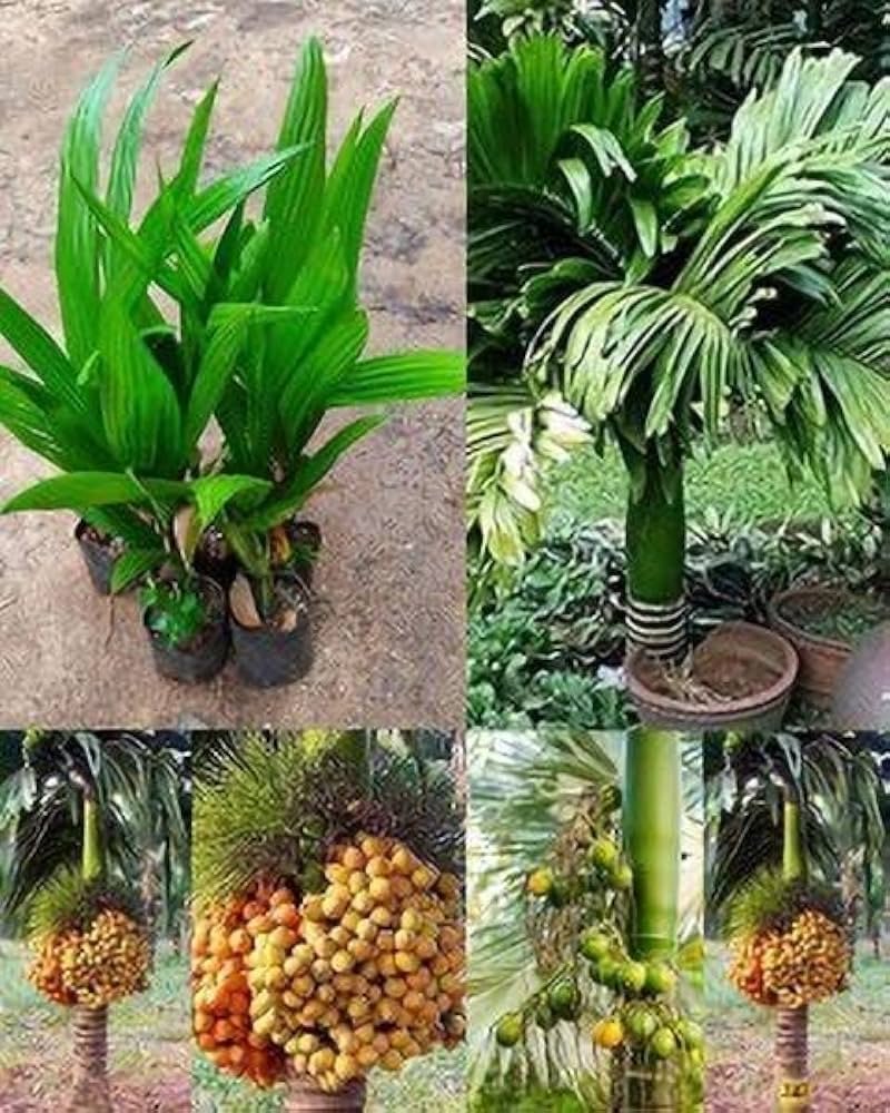 Hybrid Assam Arecanut Healthy Live Plant - Image 2