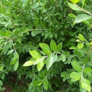 Henna/Mehendi/Maruthani Healthy Leaf Plant - Image 4
