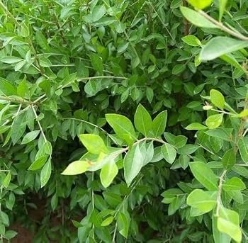 Henna/Mehendi/Maruthani Healthy Leaf Plant